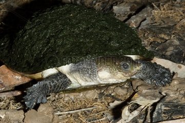 Gibba Turtle on ground French Guiana