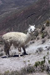 Alpaca watching Chivay region Caylloma Peru