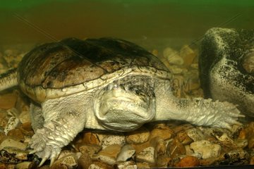 Porträt des Alligator -Schnappschildkröte