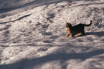 Chat Abyssin marchant dans la neige France