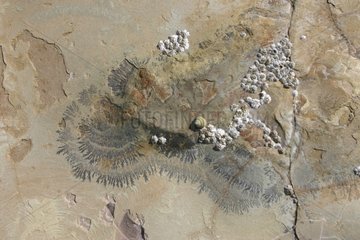 Barnacles and dendrites on a calcareous sandstone flagstone Bréhec