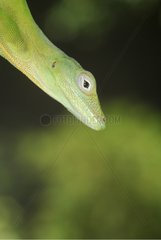 Portrait of an Anoles French Guiana