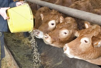 Verteilung von Nahrungsmitteln in Granulierungen mit Kühen Limousinen