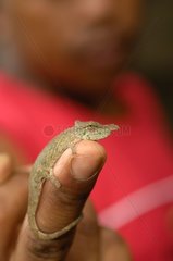 New-born Nosy Chameleon on finger Madagascar
