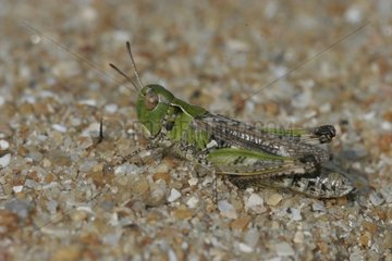 Grasshoper on the ground