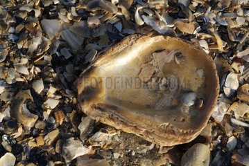 Shell wastes on a beach of Normandie