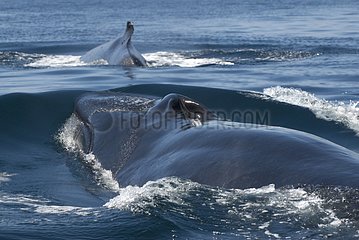 Blowholes of a Fin whale Gulf of California USA