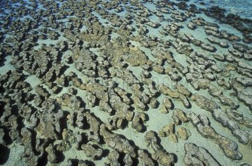 Stromatolites sur une plage Australie