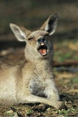 Portrait of Eastern Grey Kangaroo yawning Australia NSW
