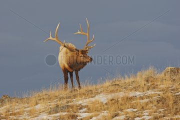 Wapiti male in winter Yellowstone USA