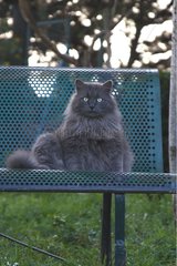 Cat sitting on a bench garden