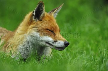 Red Fox resting in grass England