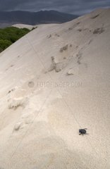 Coleoptere on a sand dune Maspalomas