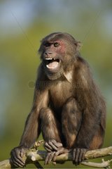 Portrait d'un Macaque brun criant assis sur une branche