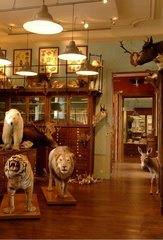 Collections of taxidermy of the shop Deyrolle Paris France