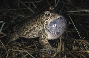 Natterjack Toad mÃ¤nnlicher Gesang