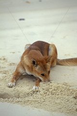 Dingo laying aftir digging a hole Queensland Australia