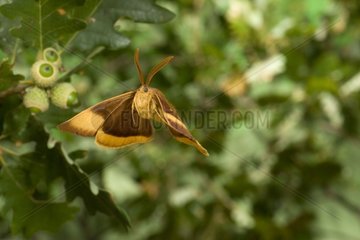 Male Drinker moth flying France
