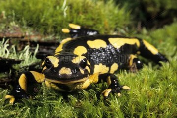 Speckled salamander in the grass France