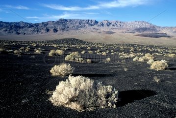 Büsche  die auf ein Vulkan Death Valley California [at] drängen