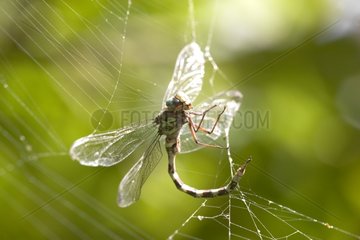 Dragonfly captive of a cobweb