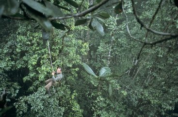 Scientist rope climbing on the canopy French Guiana