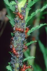 Rote Stachelameisen melken Blattläuse Kolonie auf Stammspanien