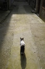 A she-cat in an alley in Yport France