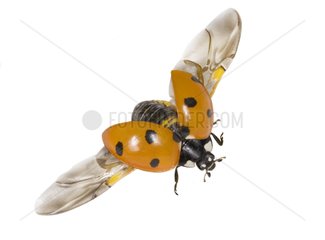 Lady Beetle flight
