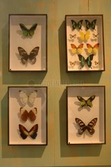 Taxidermist & entomological collection of the shop Deyrolle