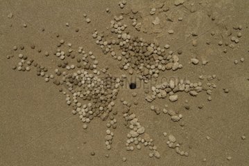 Balls of sand left by ghost crab eating Australie