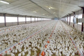 Engraissement de poulets dans un élevage industriel France