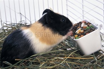 Eating guinea-pig of the granules in its cage