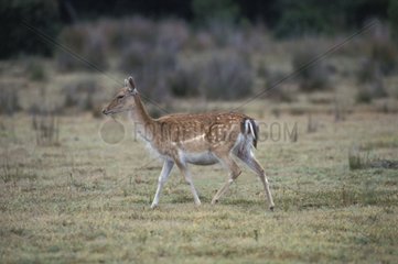 Young deer walking in pre Spain