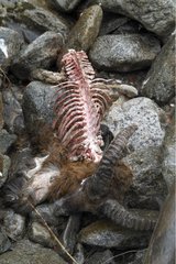 Mouflon Sheep killed by wolves autumn NP Mercantour France