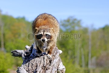 Raccon walking on a trunk Minnesota USA
