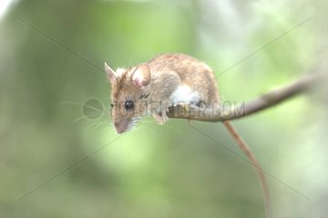 Long-tailed field mouse preparing to jump from its branch