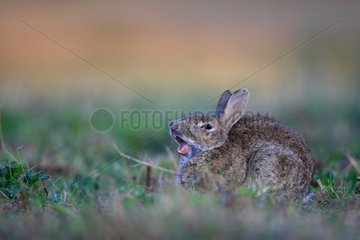 Europäischer Kaninchen gähnen sich im Gras Frankreich