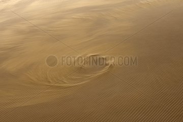 Whirlwind on a dune United Arab Emirates
