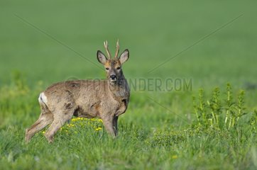 Roe buck in a meadow in spring Hesse Germany