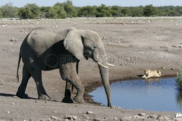 Elephant and Lion at the edge of a water point Namibia