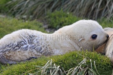 Baby Antarctic furseal sucking at its mother Fortuna Bay