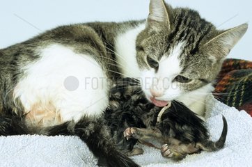 Chatte coupant le cordon ombilical de son nouveau-né