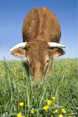 Limousine cow grazing on grass meadow flower France