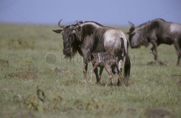 Premiers pas d'un jeune Gnou à queue noire Masaï Mara Kenya