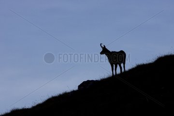 Silhouette of a Chamois in Grisons National Park Switzerland