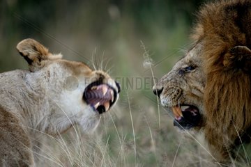 Portrait d'un couple de Lions avant accouplement Tanzanie