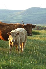 Salers cow and its calf France