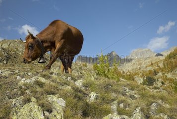 Cow grazing in Madone de Fenestre pasture Mercantour NP