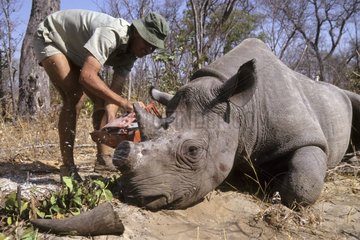 Horn cutting of a white Rhinoceros Zimbabwe
